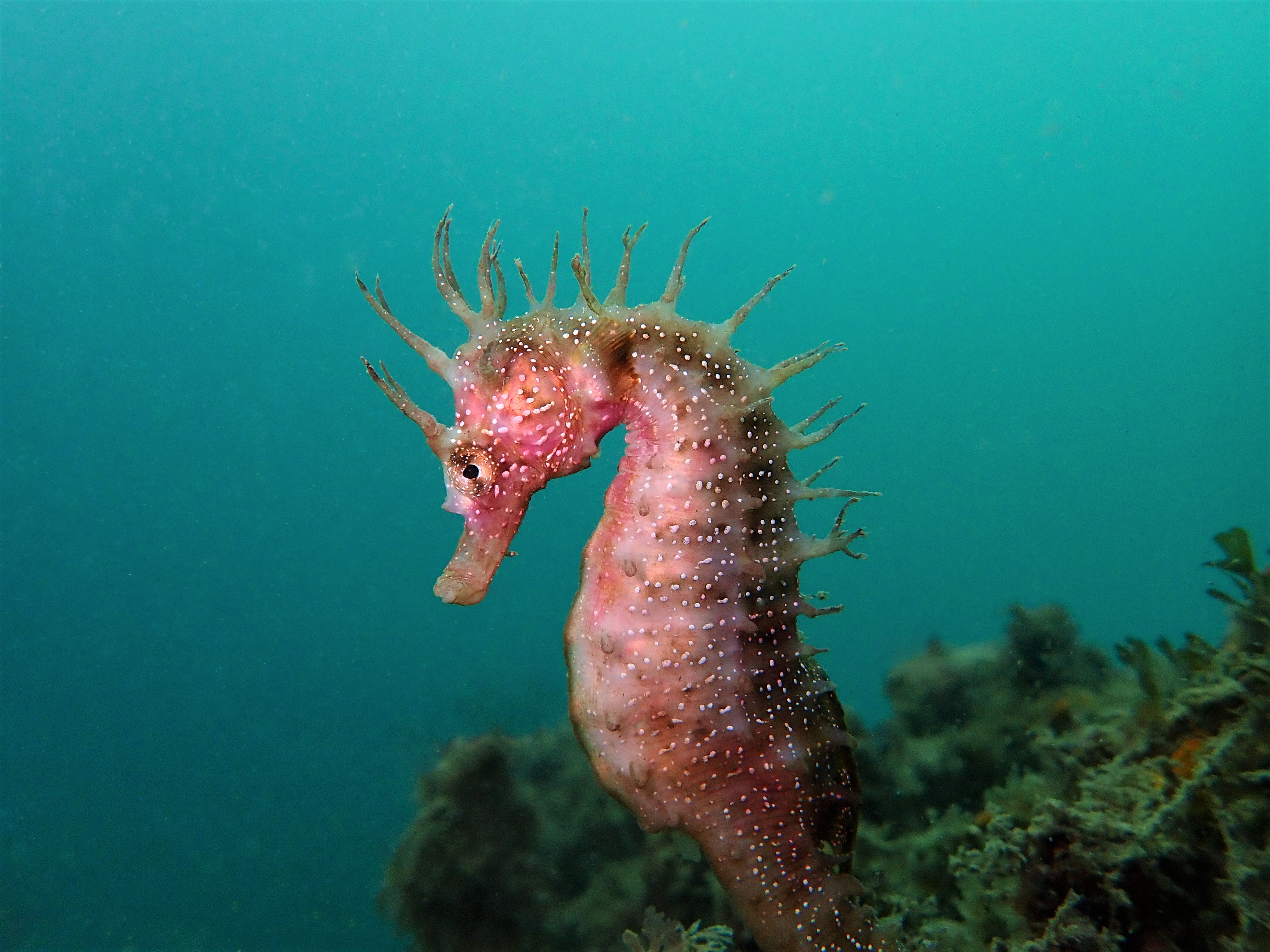 Biodiversidade mais próxima do que você pensa.: CAVALO MARINHO