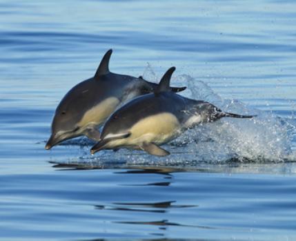 Golfinhos-comuns (Delphinus delphis)_Câmara Municipal de Almada