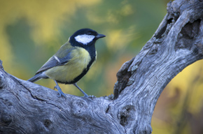 aves