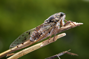 insectos