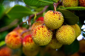 flora e vegetação