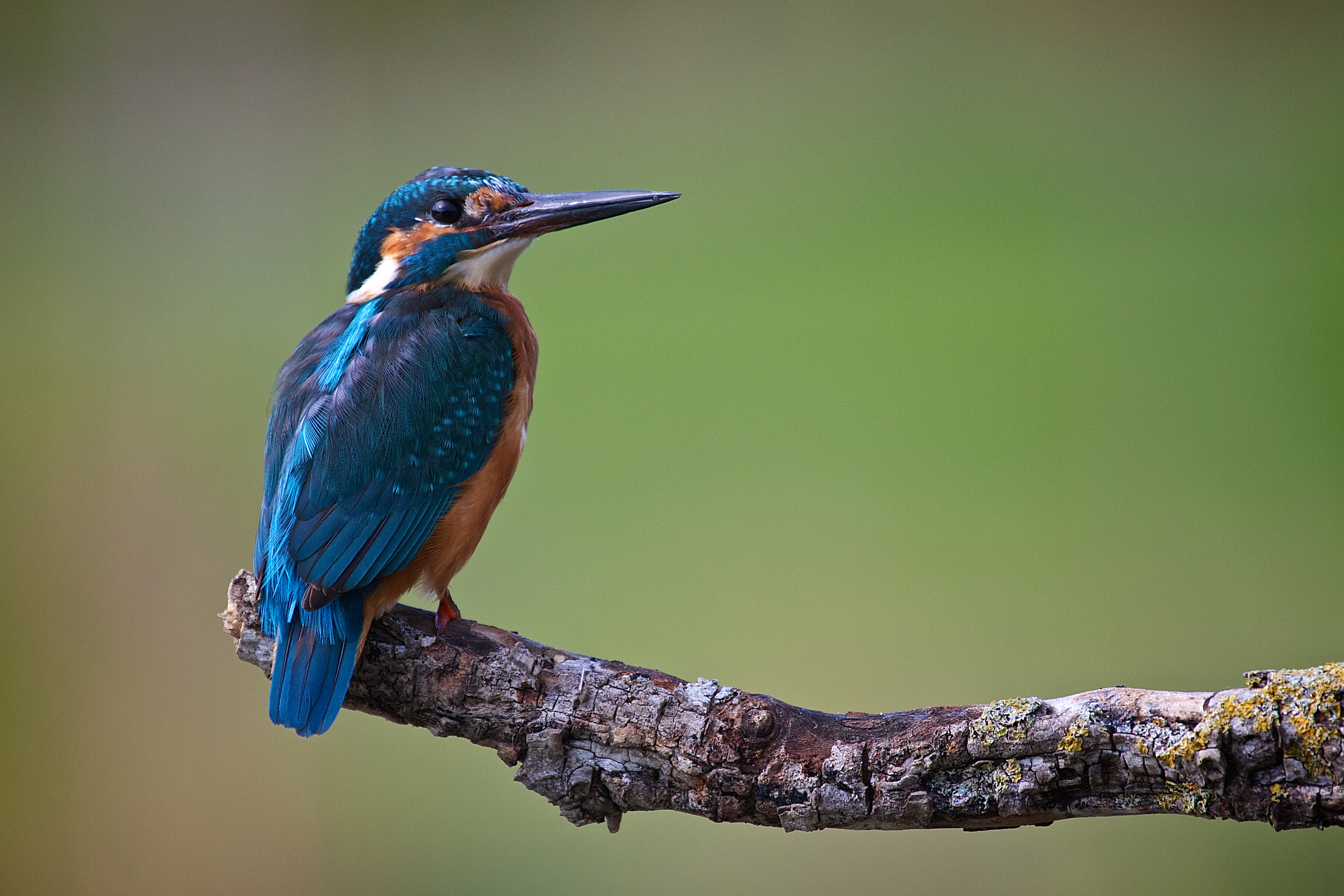 Observação de aves
