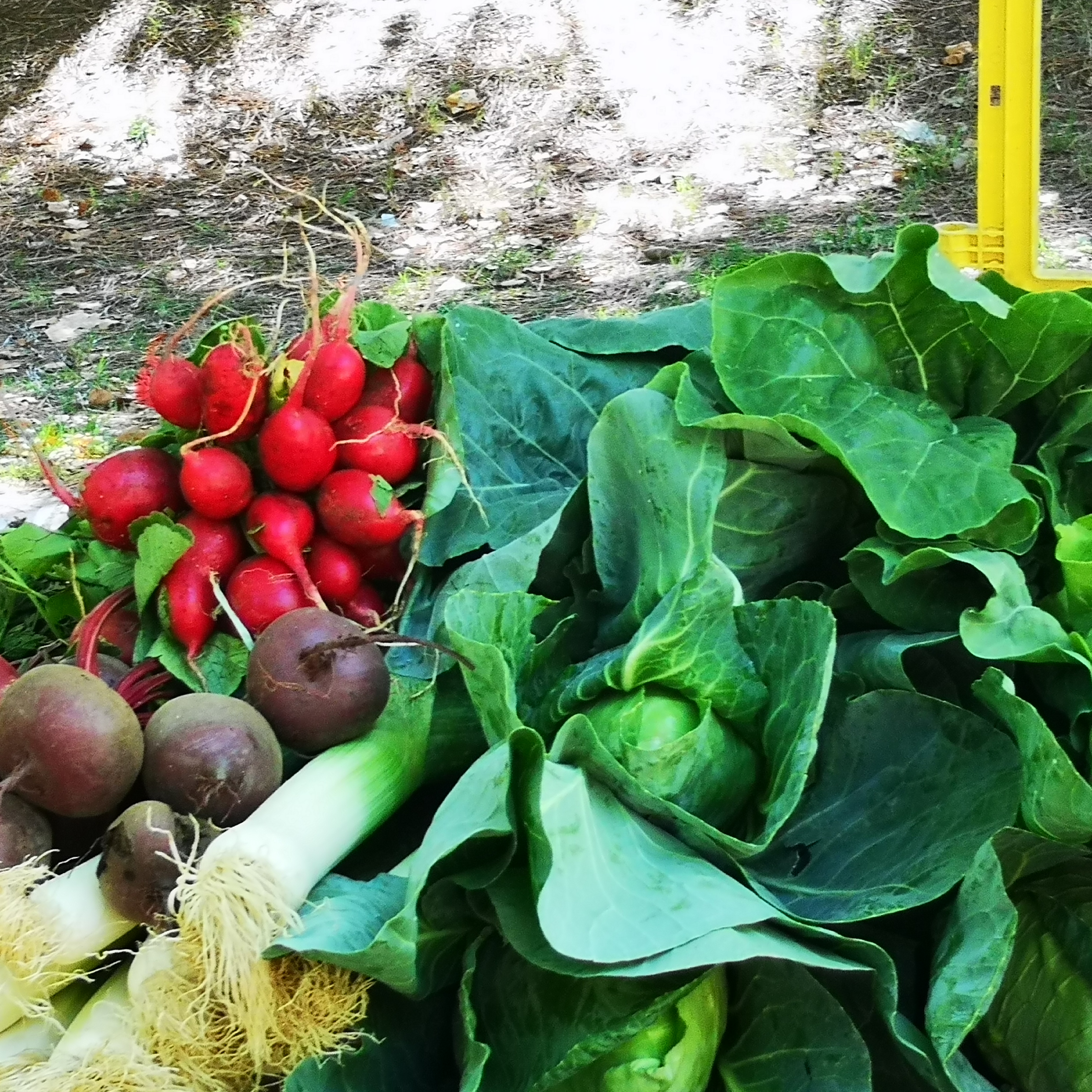Almada Green Market