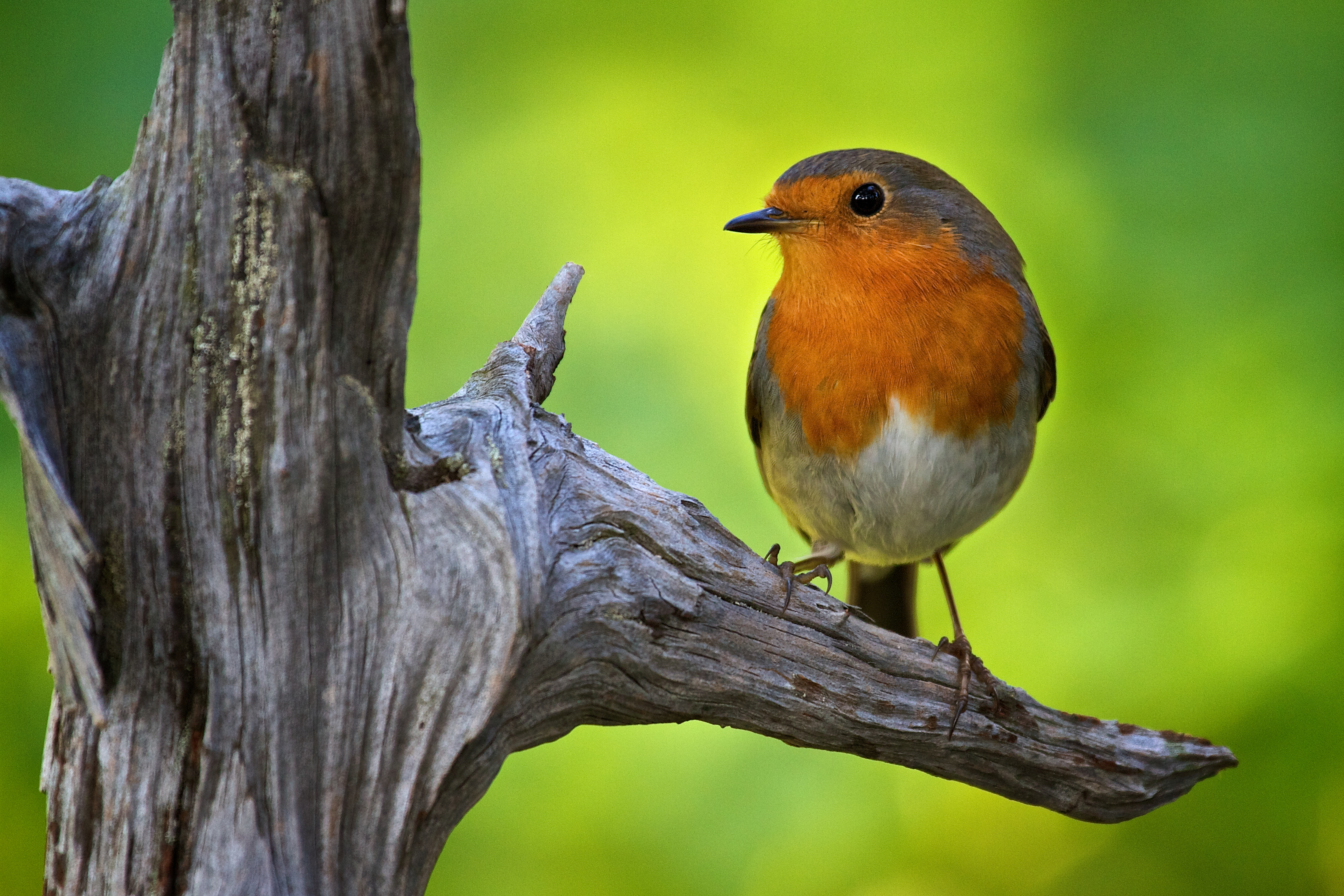 Observação de aves no Parque da Paz
