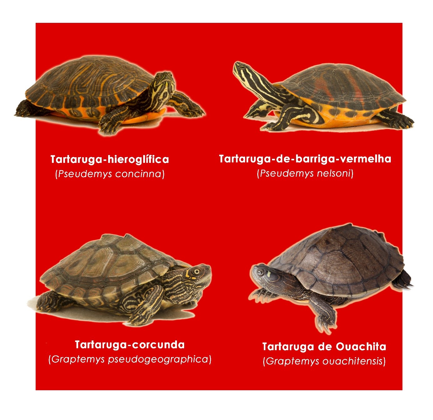 Tartarugas exóticas