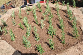 workshop poda e propagação de plantas