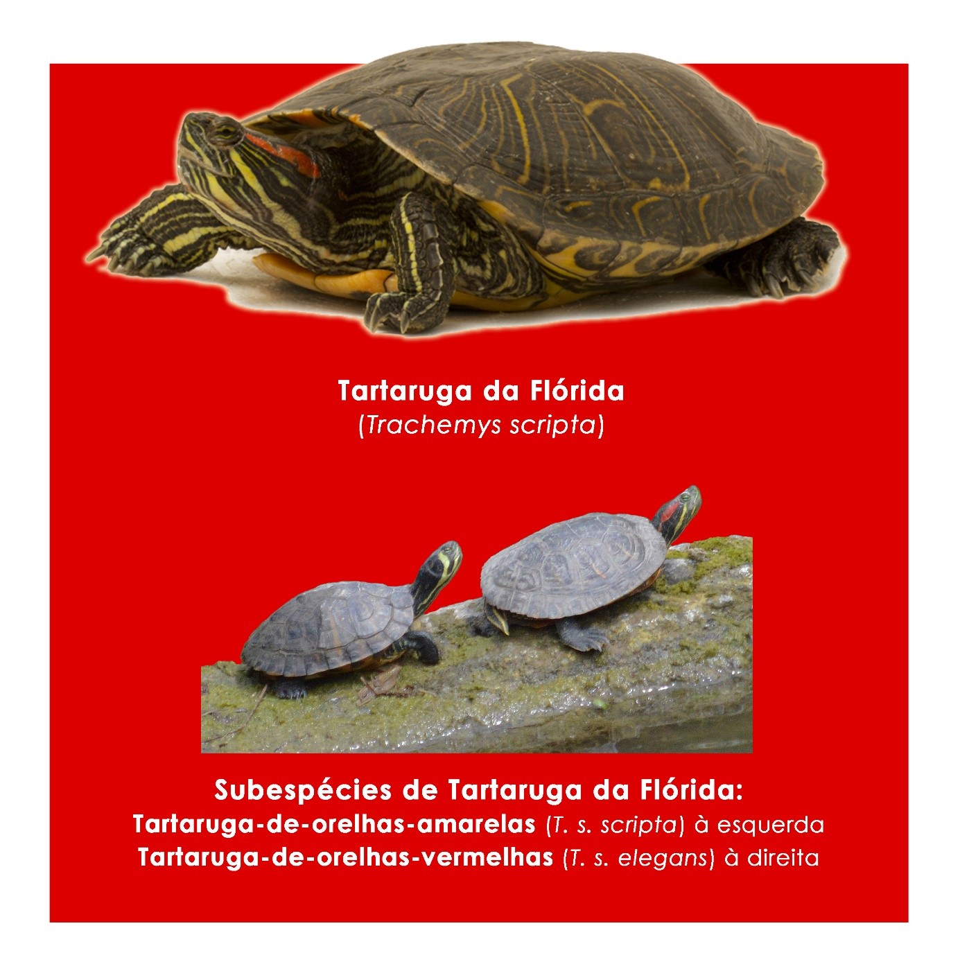 Tartaruga da Flórida (Trachemys scripta)