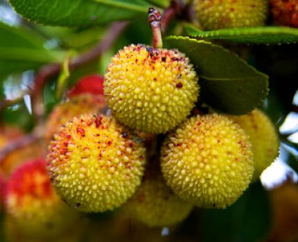 Medronheiro (Arbutus unedo)_Câmara Municipal de Almada