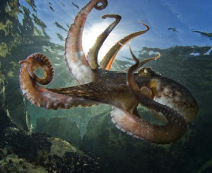 Polvo (Octopus vulgaris)_Câmara Municipal de Almada