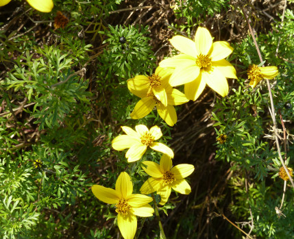 coleção botanica_Câmara Municipal de Almada