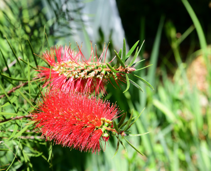 coleção botanica_Câmara Municipal de Almada