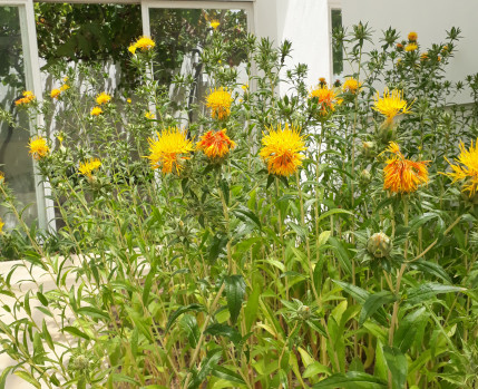 coleção botanica_Câmara Municipal de Almada