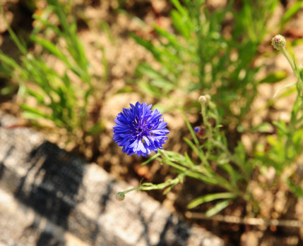 coleção botanica_Câmara Municipal de Almada