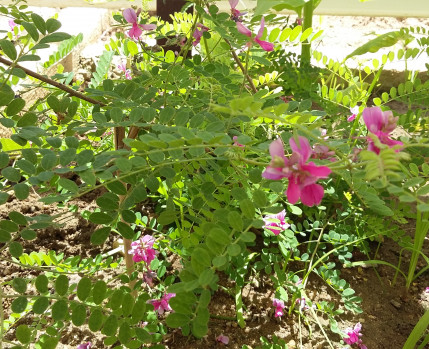 coleção botanica_Câmara Municipal de Almada