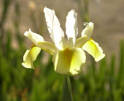 coleção botanica_Câmara Municipal de Almada