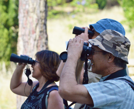 Observação de Aves no Parque da Paz