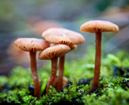 Percursos de Interpretação da Natureza de Almada