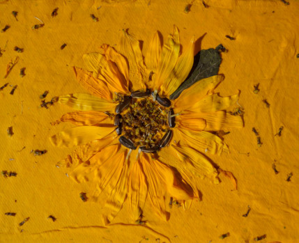 Oficina para famílias - Plantar o Sol