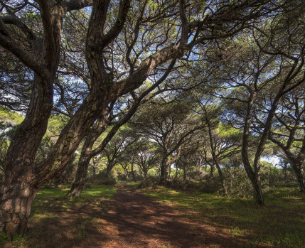 Reserva Botânica da Mata dos Medos_Luís Quinta