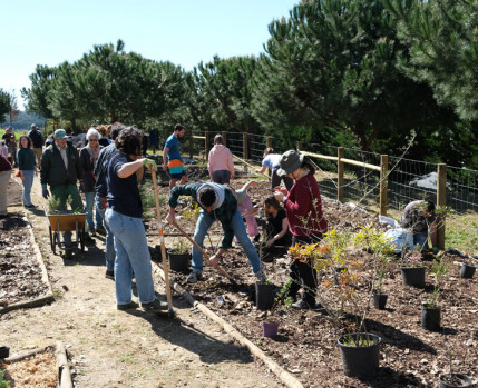 Plantação de microfloresta no Parque Urbano do Pragal