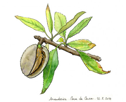Aguarelas  a crescer no pomar - desenho de Sara Simões