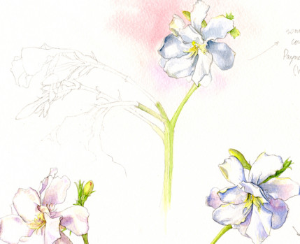 Loendro - aguarela de Sara Simões