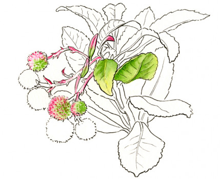 Medronheiro (desenho de Sara Simões)