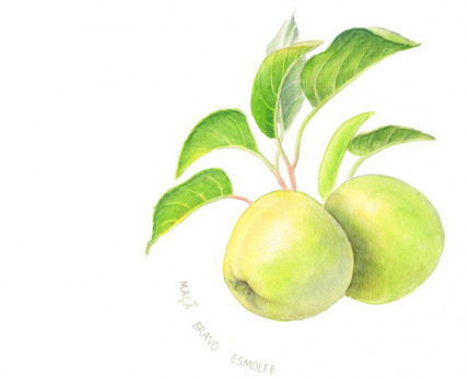 Desenho de maças