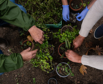 Workshop de Propagação de Plantas