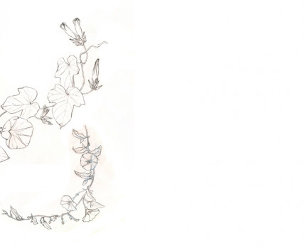 Desenho no Jardim - Círculo vegetal (desenho de Sara Simões)