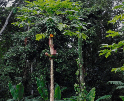 Águas do Pastaza, de Inês T. Alves 