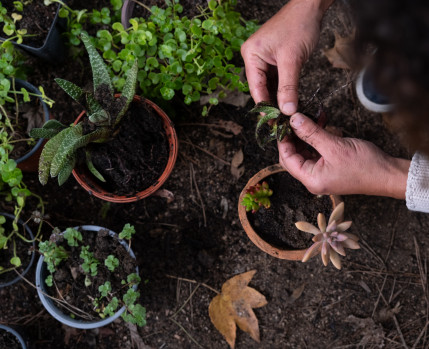 Workshop de Suculentas 