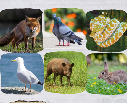 Ação de sensibilização - Animais Urbanos