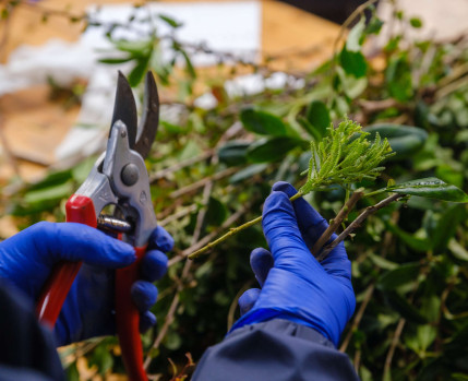 workshop propagação de plantas