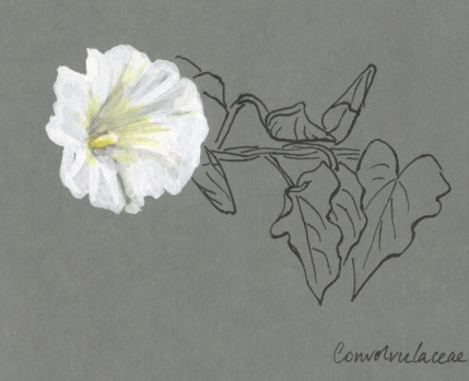 Desenho de uma flor a branco sobre papel cinzento