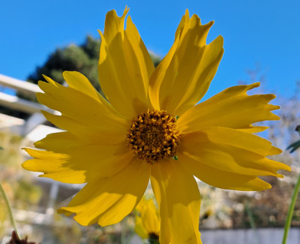 Fotografia de flor amarela em grande plano