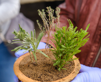 Plantação Aromáticas