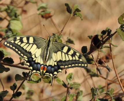 Borboleta