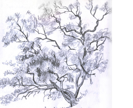 Desenho no Jardim (desenho de Sara Simões - pormenor)