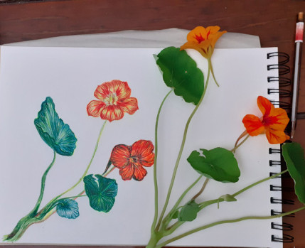 Desenho colorido de chagas (flores)