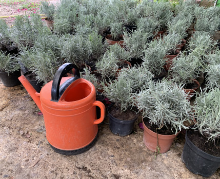 Envasamento de plantas