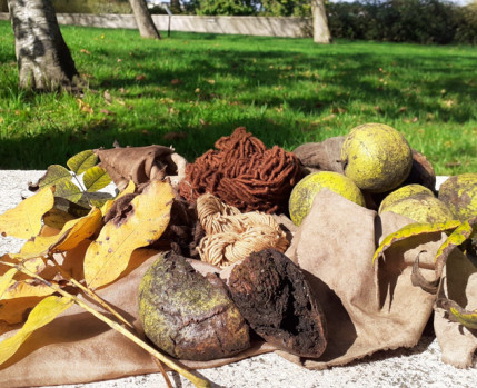 Fotografia de nozes e tingimentos 