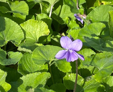 Visita a'O Chão das Artes - Jardim Botânico (foto de violeta em flor)