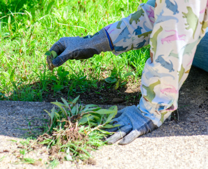 Mãos de uma pessoa a mondar as ervas de um canteiro