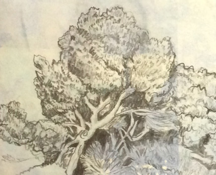 Desenho a grafite de uma árvore