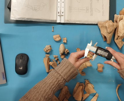 OFICINA_ARQUEOZOOLOGIA_DIMS_ABRIL_2026