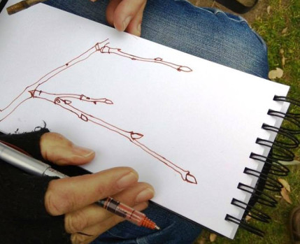 Desenho de ramos com rebentos