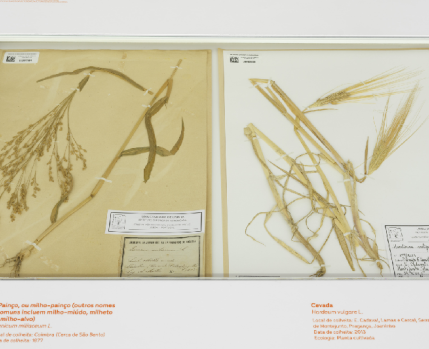 HERBARIO_PAO_NOSSO_1