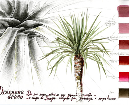 Desenho de um dragoeiro