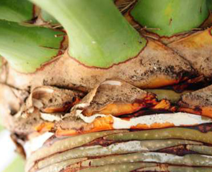 Fotografia de pormenor de um dragoeiro (tronco e início da folhagem)